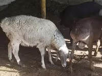 Ovce (šarže, pohlaví neuvedeno), Ovce — foto 2
