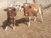 İnək, Simmental cattle — foto 4