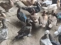 Ducks — Foto 2
