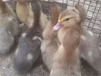 Ducks — 照片 4
