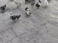 家养麝香鸭 — 照片 2