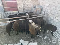 Qoç, Qoyunlar — foto 4