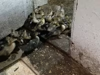Ducks — foto 2