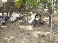 Ducks — zdjęcie 2