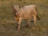 公牛, Auliekol breed — 照片 3