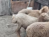 Qoç, Qoyunlar — foto 4