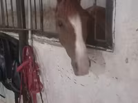 Madyan, Karabakh horse — foto 2