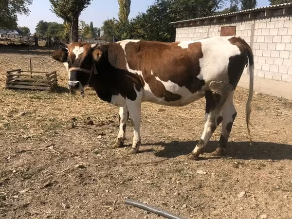 Krowa, Simmental cattle