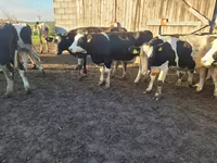 Vaca, Russian Black pied cattle — foto 3