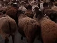 Qoç, Hissar sheep — foto 1