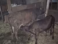 母牛, Cattle — 照片 1