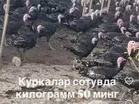 Slovenian Silver Hen — foto 1