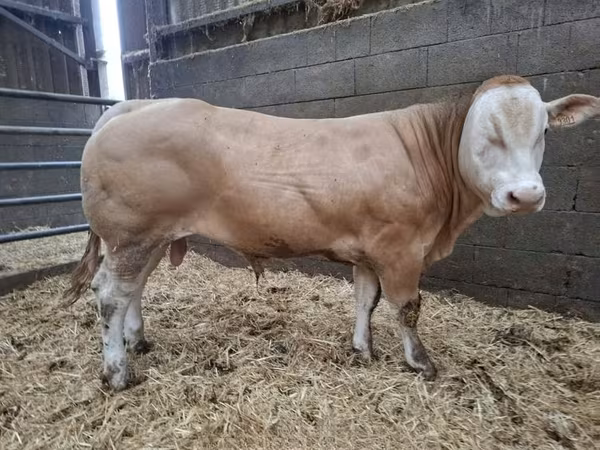 Buğa, Blonde d’Aquitane cattle