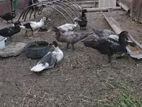 Turkeys — الصورة 5