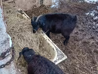 山羊（批次，未指定性别）, Goats — 照片 1