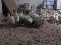 Turkeys — photo 4