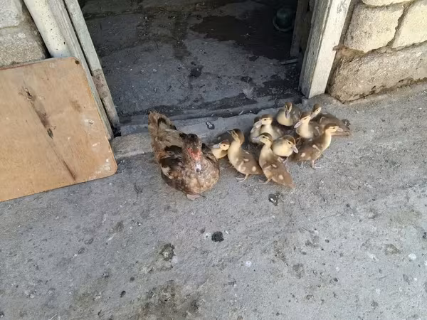 Ducks — Azərbaycan