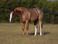 Hengst, Quarter Horse — Foto 2