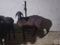 Ram, Sheep — photo 2