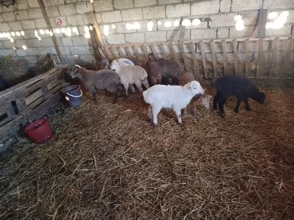 Sheep (batch, sex not specified), Sheep — Azerbaijan