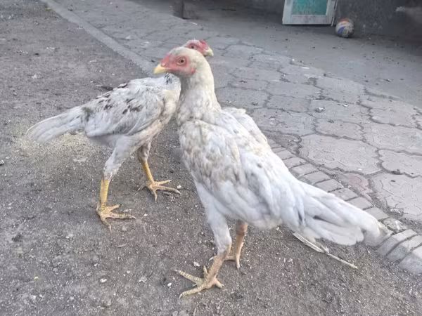 Gallinas Shamo