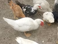 Ducks — फ़ोटो 5