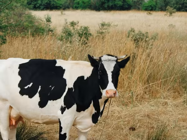 母牛, Russian Black pied cattle — 阿塞拜疆
