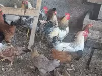 Chickens — photo 5