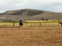 Madyan, National Show Horse — foto 3