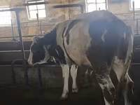 Býk, Simmental cattle — foto 1