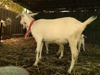 Ziegen (Partie, Geschlecht nicht angegeben), Saanen goat — Foto 4