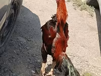 Chickens — photo 5