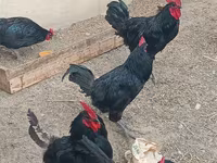 Australorp — photo 4