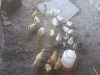 Ducks — photo 4
