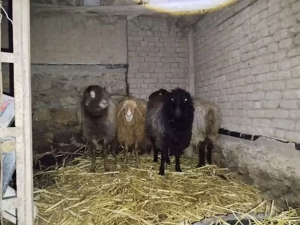 Owca, Hissar sheep