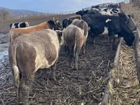 Buğa, Russian Black pied cattle — foto 2