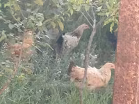 Chickens — 照片 4