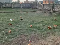 Chickens — الصورة 3