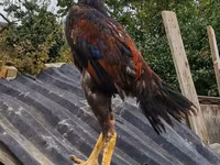 Guinea fowl — foto 1