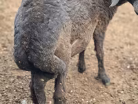 Qoç, Karakul sheep — foto 2
