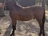 Horse (M), Horses — photo 1