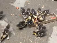 Ducks — foto 4