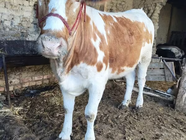 Buqa, Simmental cattle