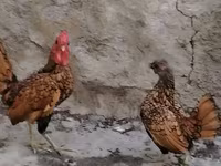 Bantam — photo 5