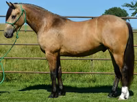 Hengst, Gypsy horse — Foto 4