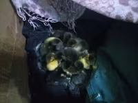 Ducks — photo 4