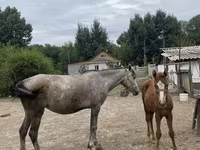 Égua, Cavalos — foto 2