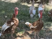 Broad Breasted White — photo 2