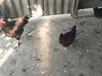 Australorp — photo 4