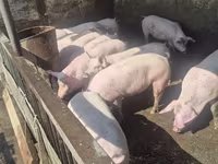 Boar, Pigs — photo 4